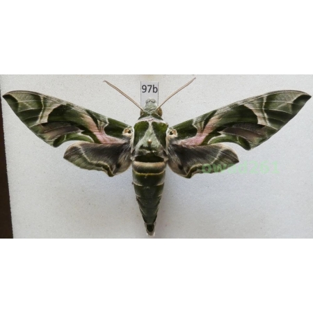 Daphnis nerii (Linnaeus, 1758) Slovakia 103mm97b